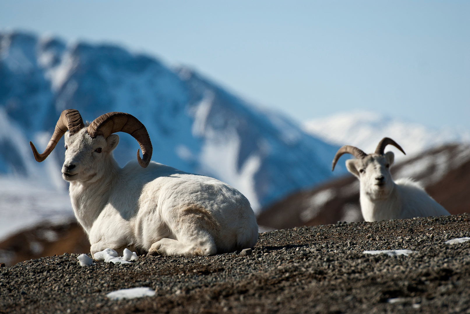 delicaat Afleiden In beweging Arctic Sheep